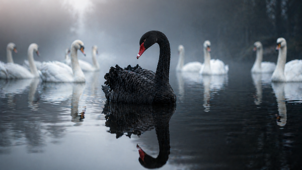 Black Swan Theory