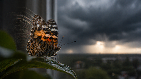 The Butterfly Effect